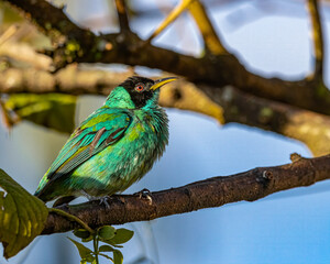 A colorful bird perched on a tree branch on a sunny day