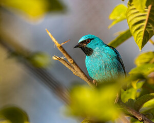 A colorful bird perched on a tree branch on a sunny day