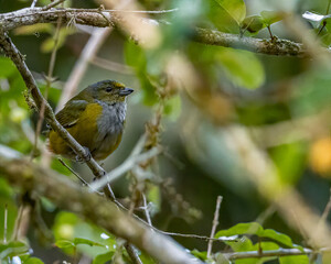A colorful bird perched on a tree branch on a sunny day
