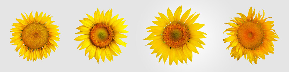 Yellow sunflower close-up isolated on background.