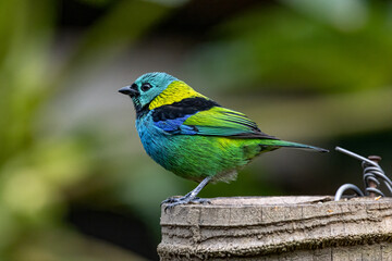 A colorful bird perched on a tree branch on a sunny day