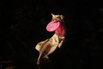 dog jumping