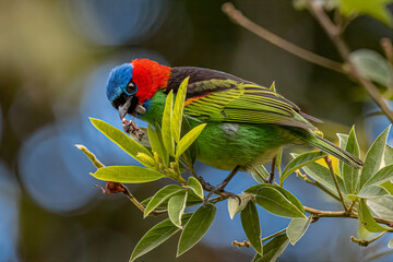 A colorful bird perched on a tree branch on a sunny day