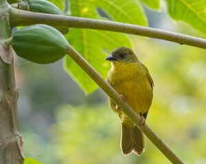 A colorful bird perched on a tree branch on a sunny day