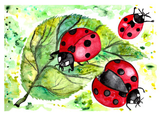 
Ladybug on a leaf watercolor illustration. For prints, calendars, wallpapers, textiles.