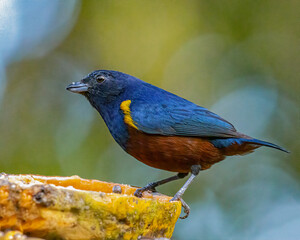 A small. colorful, bird eating fruit