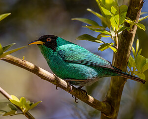 A colorful bird perched on a tree branch on a sunny day