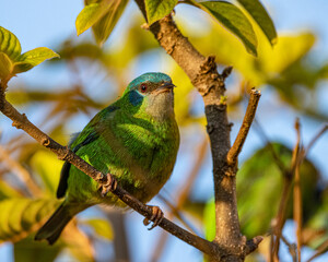 A small , colorful, bird perched on a tree branch
