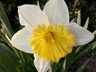 White daffodil in the sunlight in early spring at the dacha