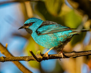 A small , colorful, bird perched on a tree branch