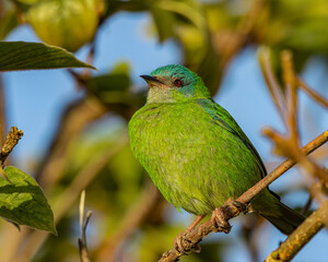 A small , colorful, bird perched on a tree branch