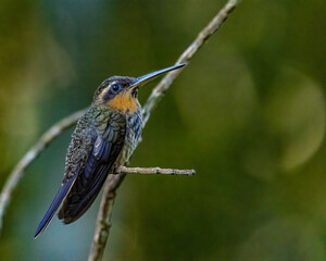 A small hummingbird perched on a tree branch