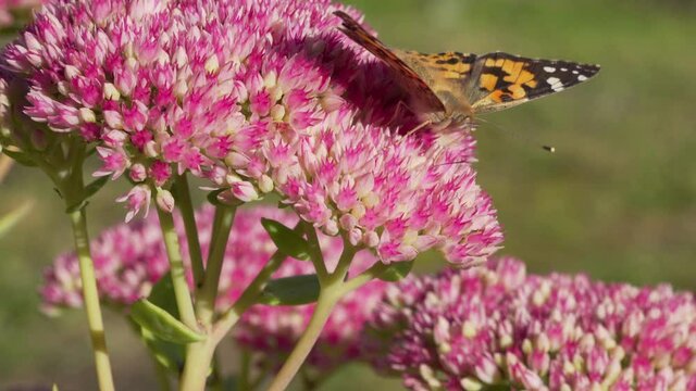 A Painted lady butterfly feeds on a sedum spectabile in an English garden in late Summer