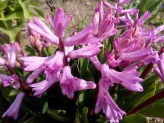 Purple crocuses in the sun in early spring at the dacha
