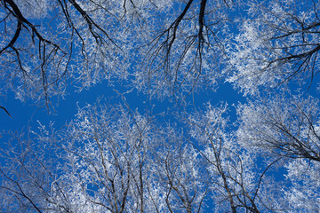 Obraz premium Newly snow on tree in forest on sunlight winter day