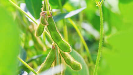 Unripe green soybean pods, close-up, on the stem of a young plant growing in a farm field during a period of active growth. Selective focus.