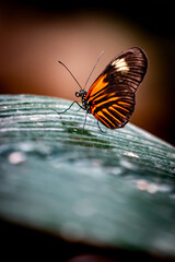 Heliconius