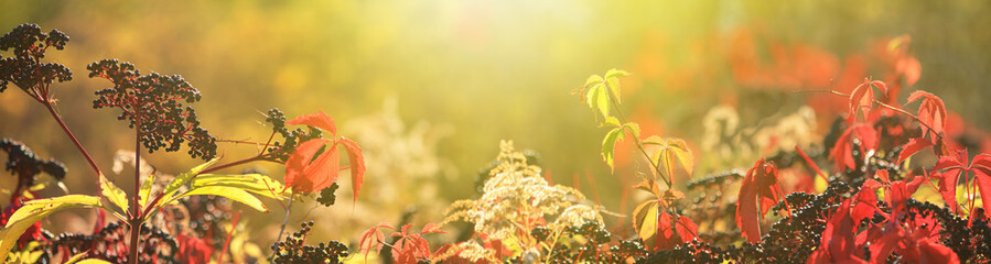 Autumn view of black elderberry in the rays of the autumn sun, banner with selective focus and space for text