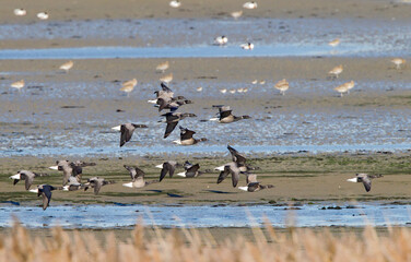 Dark-bellied Brent Goose, Branta bernicla