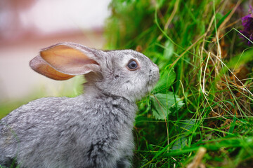 A small rabbit eats grass. Portrait of a fluffy and charming pet for a calendar or postcard.