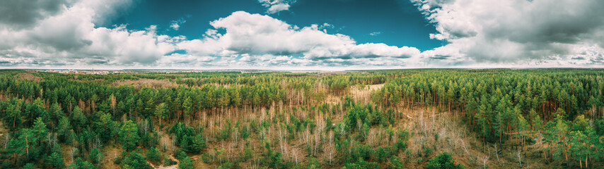 Aerial View Green Coniferous Forest Pines Woods Landscape In Early Spring Day. Top View Of Beautiful European Nature From Attitude. Drone View. Bird's Eye View. panorama, panoramic view