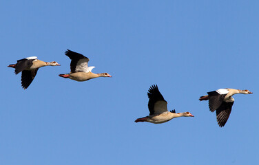 Egyptian Goose, Alopochen aegyptiacus