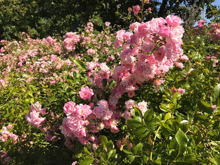 Obraz premium pink flowers in the garden
