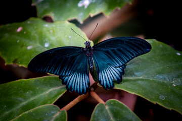 Papilio memnon