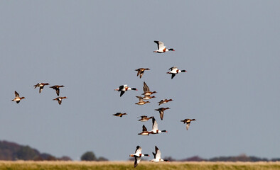 Common Shelduck; Tadorna tadorna