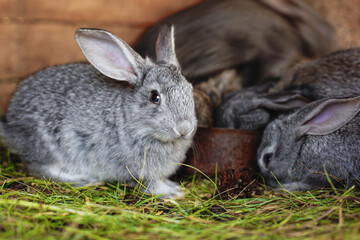 Naklejka premium Little rabbits eat from the same feeder. Friendly family