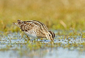 Common Snipe, Gallinago gallinago
