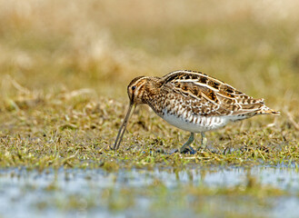 Common Snipe, Gallinago gallinago
