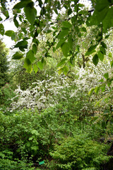 white swans bloom in the spring garden