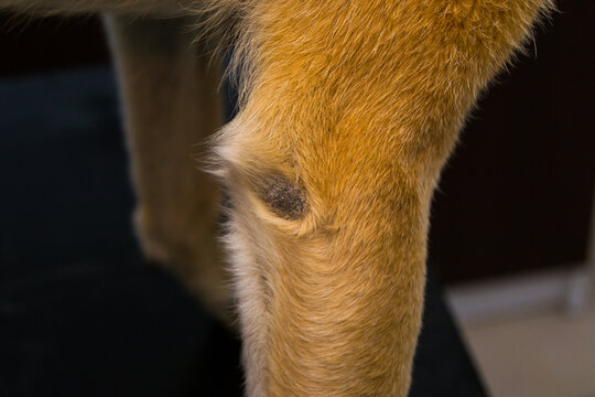 Callus pyoderma of the elbow in a two-year-old dog. Although the dog had soft bedding, it chose to spend time lying on a metal fire escape during the day