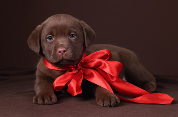 Cute little labrador puppy with red bow