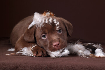 Cute little labrador puppy with feathers