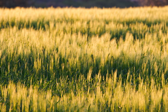 Sunset on wheat field. 

Toscana, Italy