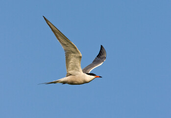 Common Tern, Sterna hirundo