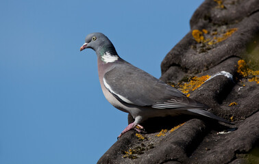 Common Wood Pigeon; Columba palumbus