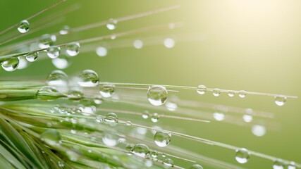 Rain drops on green grass. Fresh morning dew on spring grass. natural background close up macro with shallow DOF