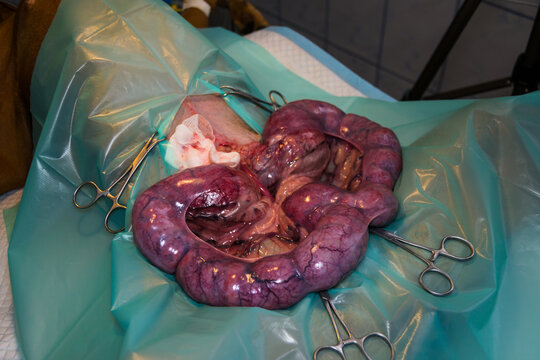 close-up photo of a pyometra surgery at the veterinary clinic