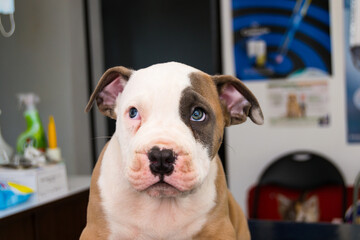 puppy dog amstaff breed at the veterinary clinic
