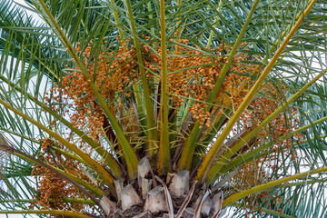 palm tree in the garden