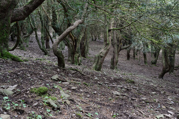 Il bosco di Sos Nibberos