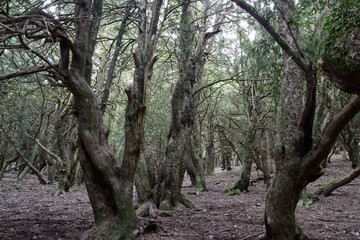 Il bosco di Sos Nibberos