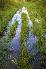 the forest road turned into a puddle after the rain
