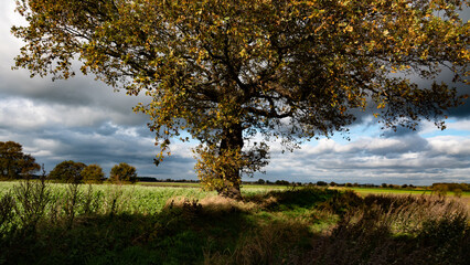 View of English countryside with oak tree in autumn or fall 