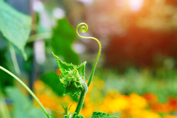 A close up of a tendril growing on a cucumber plant.  The plants in the greenhouse non-GMO, vegetarian food