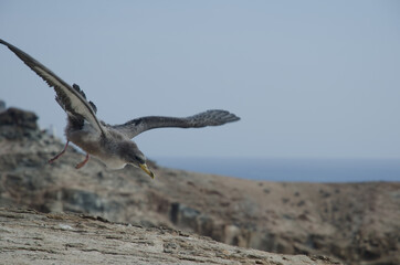 Fototapeta na wymiar Juvenile Cory's shearwater Calonectris borealis taking flight. Medio Almud. Mogan. Gran Canaria. Canary Islands. Spain.