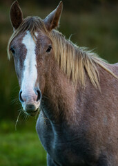 Obraz premium Portrait of a horse outdoors.